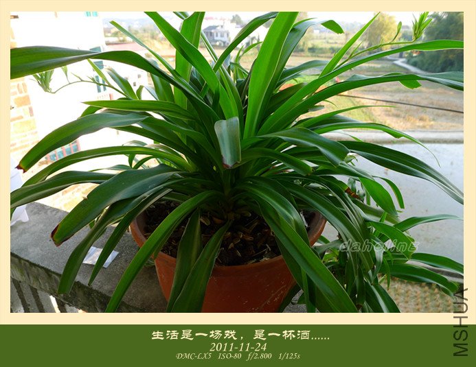 P1000681_����.jpg