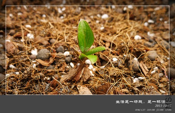 P1000725_����.jpg