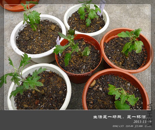 P1000733_����.jpg