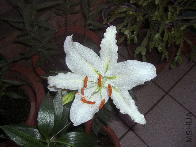 PA290911.JPG
