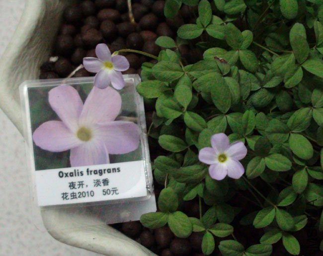 oxalis fragrans.jpg