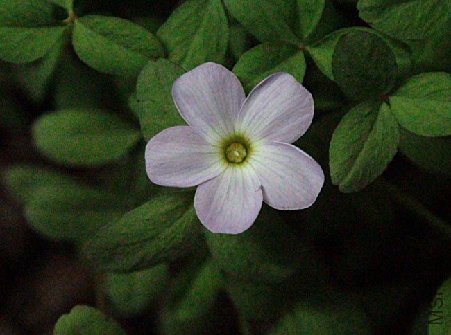 oxalis fragrans2.jpg
