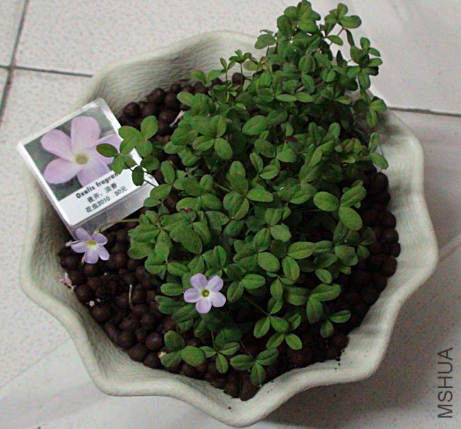 oxalis fragrans3.jpg
