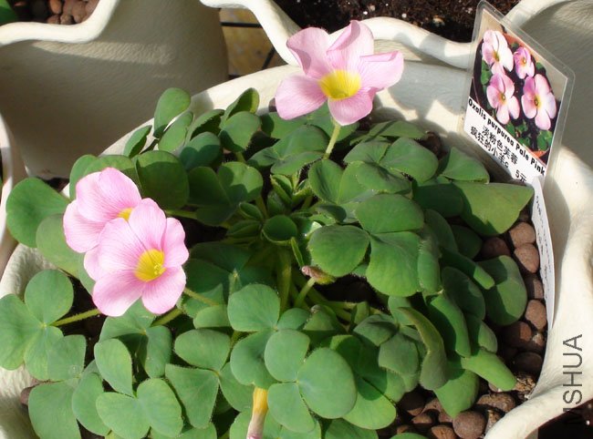 oxalis.purpurea pale pink.jpg