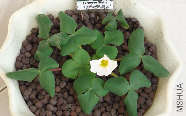 oxalis purpurea white.jpg