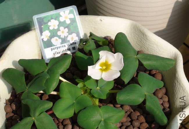 oxalis purpurea white2.jpg