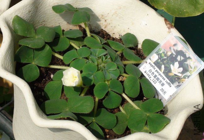 oxalis purpurea ruffle.jpg