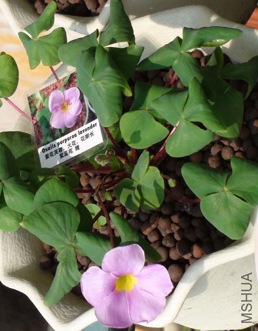 oxalis purpurea lavender.jpg