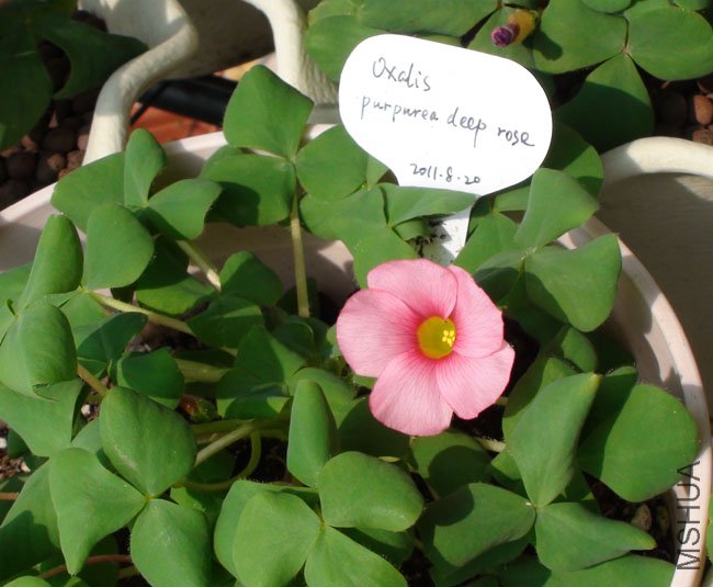 oxalis purpurea deep rose.jpg