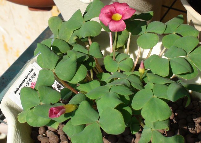 oxalis purpurea cherry pink.jpg