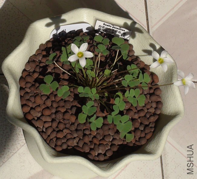 oxalis pocockiae.jpg