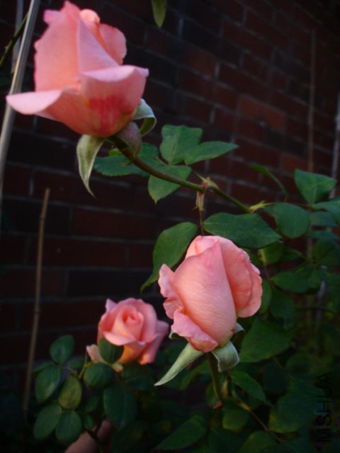 DSC08908.JPG