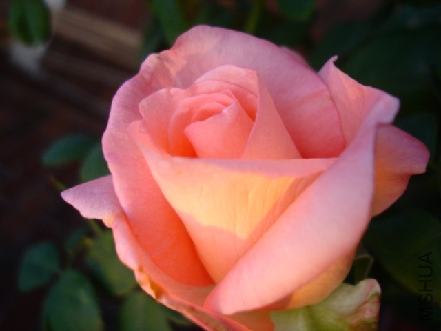 DSC08912.JPG