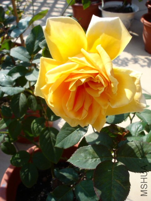 DSC08915.JPG