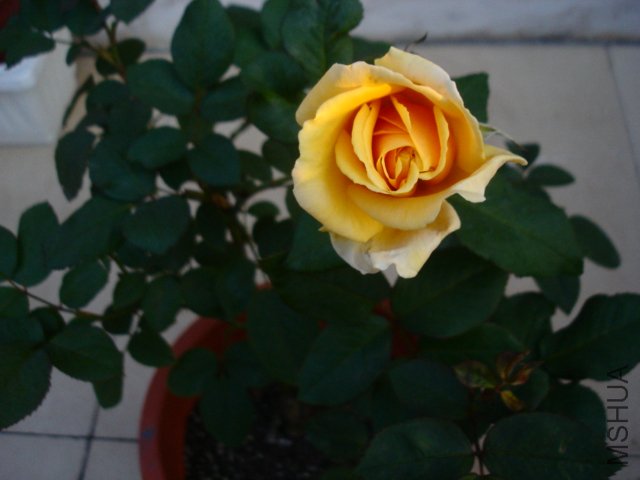 DSC08906.JPG