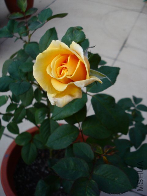 DSC08907.JPG