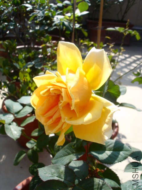 DSC08916.JPG