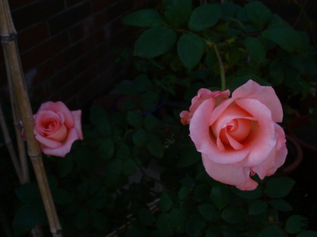 DSC08917.JPG