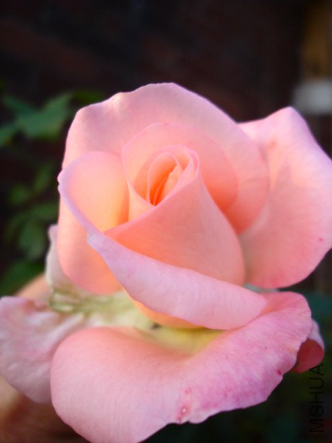 DSC08913.JPG