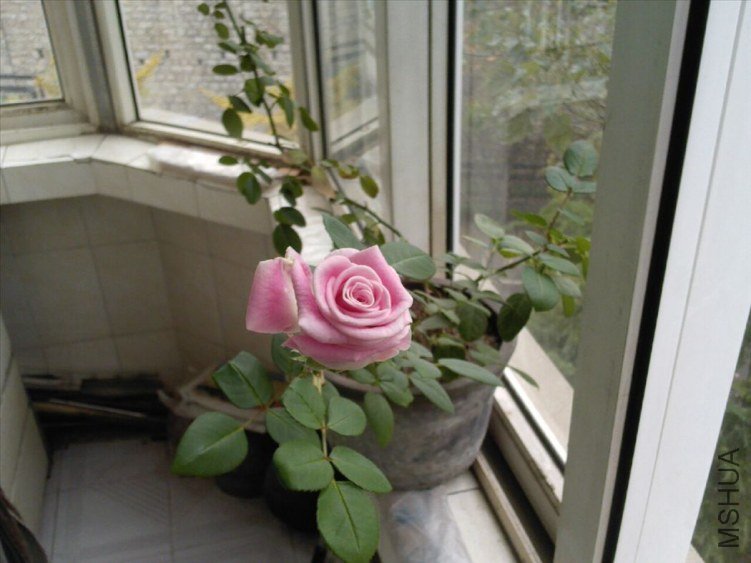 ���� PIC-2004.jpg