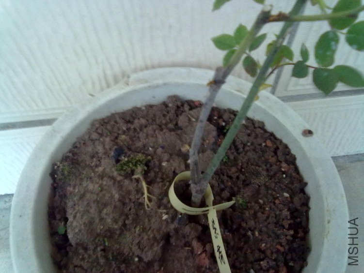 ������Ϻ�