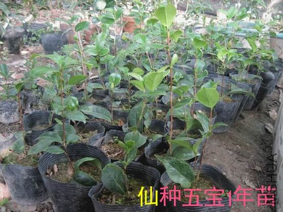 �����屦1����1-����.jpg
