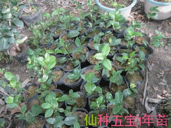 �����屦1����2_����.jpg