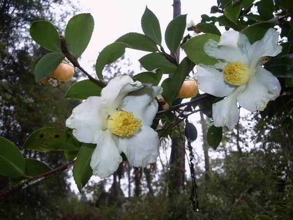 ������С �Ͳ軨.jpg