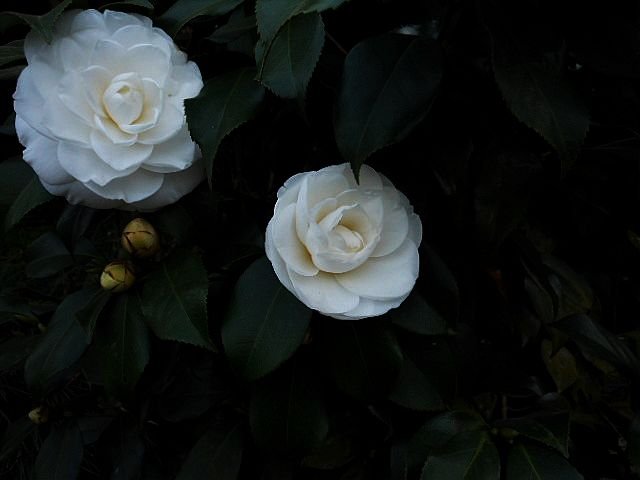DSCN0588.jpg