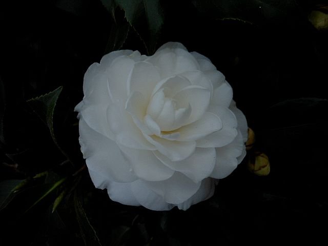 DSCN0591.jpg