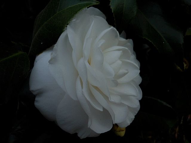DSCN0593.jpg