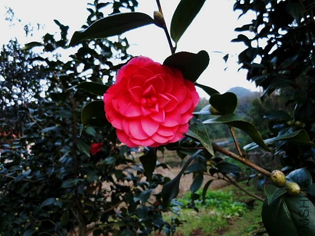 DSCN0594.jpg