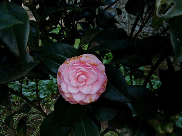 DSCN0595.jpg