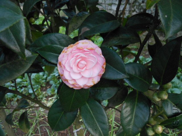 DSCN0597.jpg