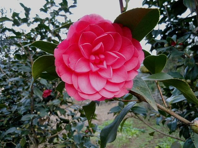 DSCN0599.jpg