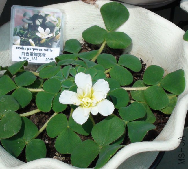 oxalis purpurea ruffle-1.jpg