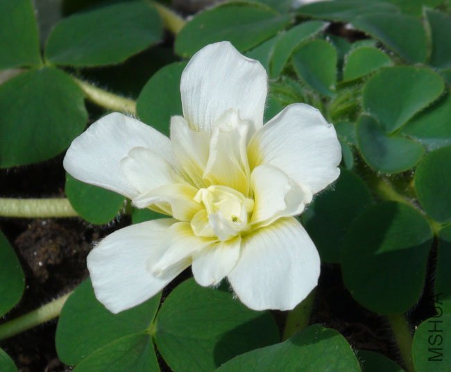 oxalis purpurea ruffle-2.jpg