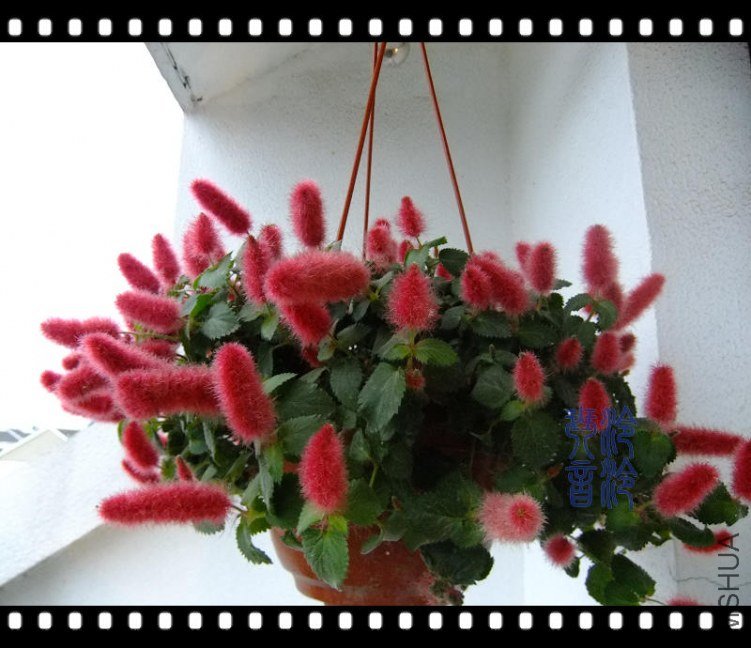 DSCF6568.jpg