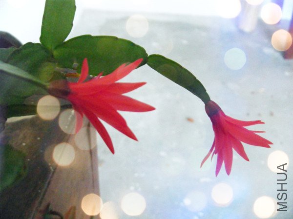 DSCF0650_����.jpg