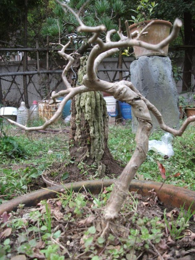 DSCF1366.JPG