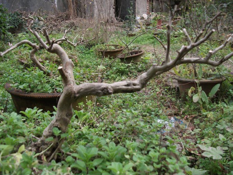 DSCF1368.JPG