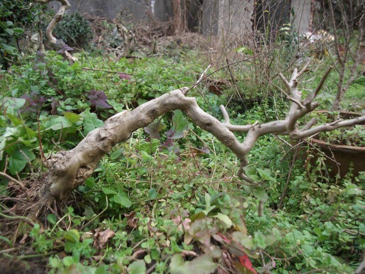 DSCF1372.JPG