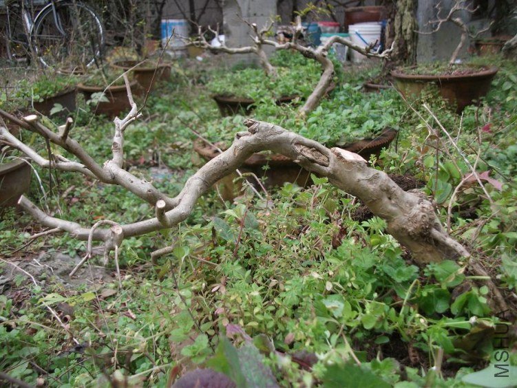 DSCF1373.JPG