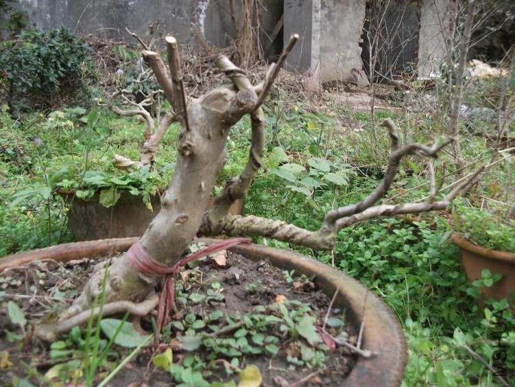DSCF1376.JPG