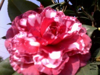 F9@XLOO6}1`OM6JM01JP8PS.jpg