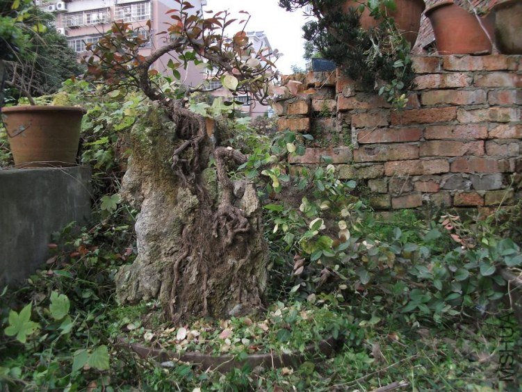 DSCF1398.JPG