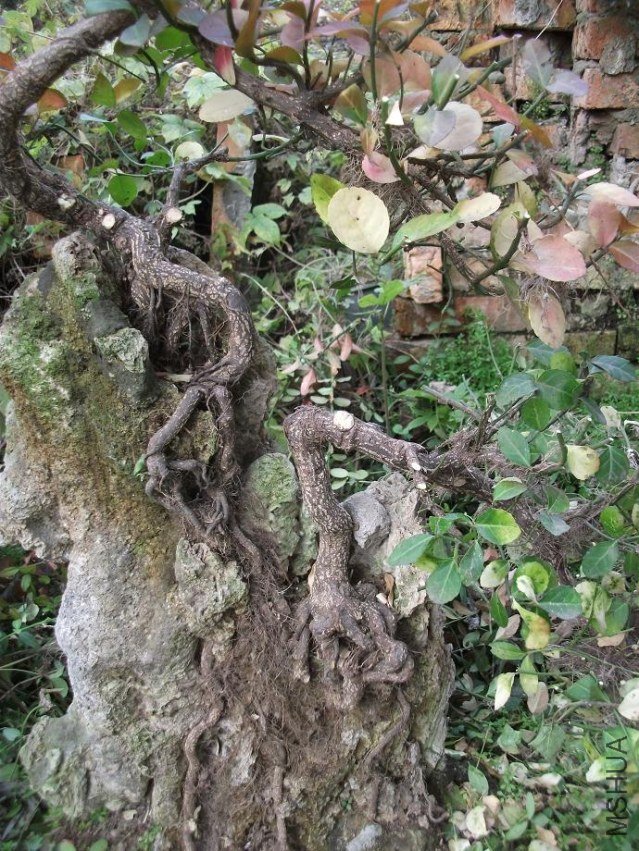 DSCF1399.JPG