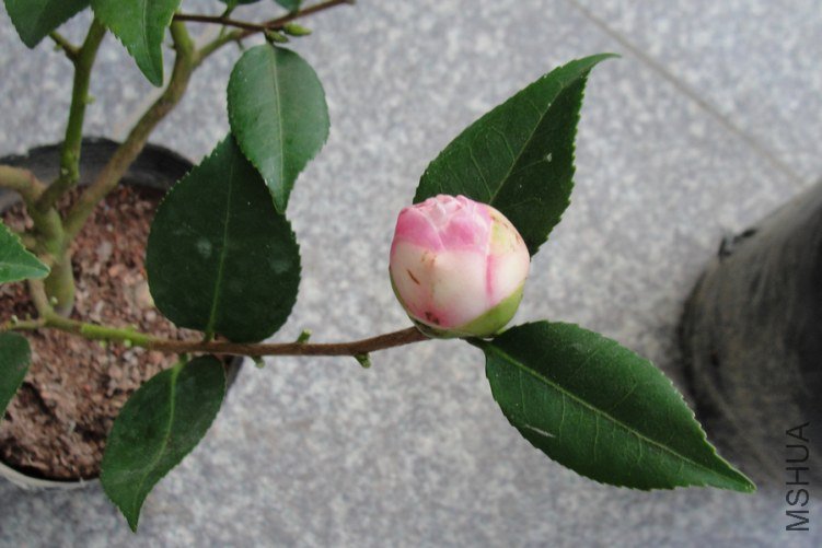 DSC09963-1.jpg