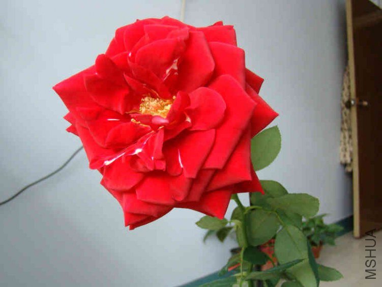 DSC04713.JPG