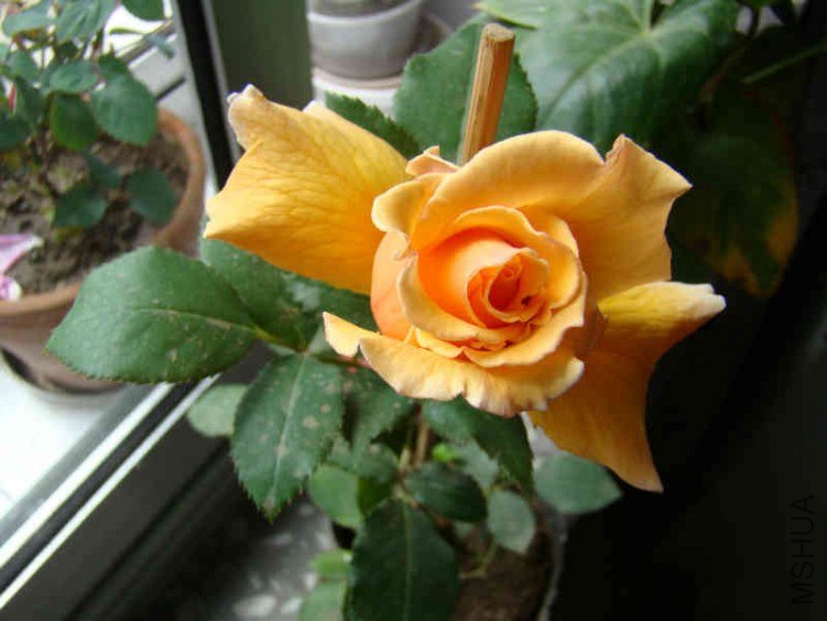 DSC04636.JPG